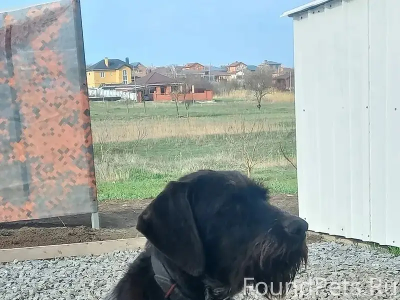 Пропал пёс Грэй, Суворовский