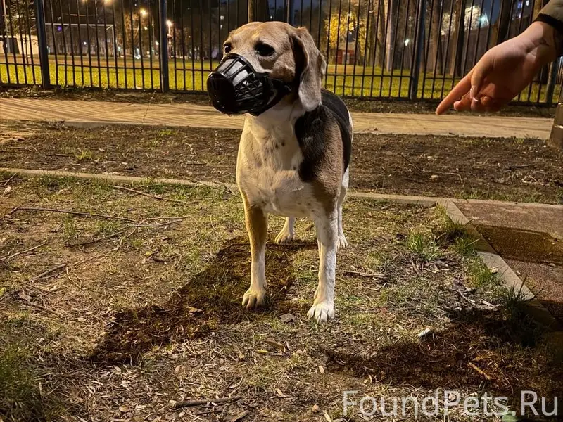 Найден бигль в Северном Тушино