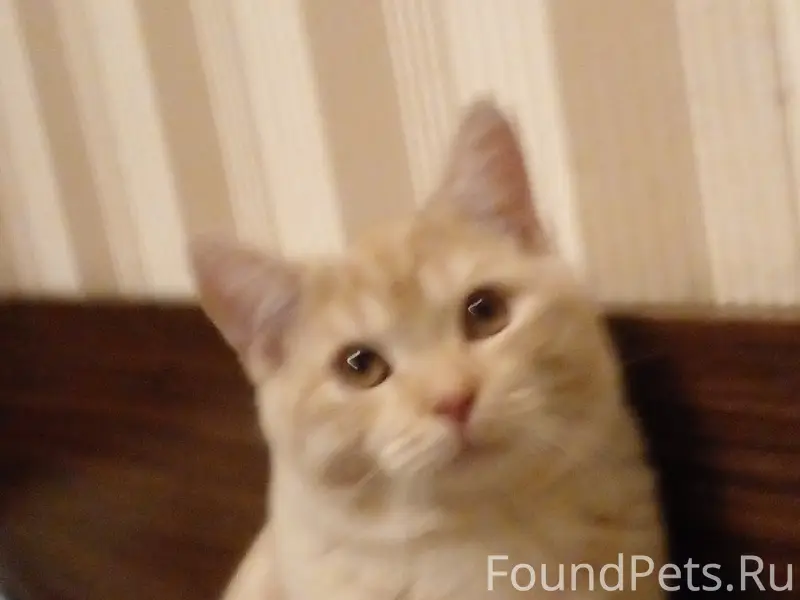 Пропал кот Сема, Ивантеевка