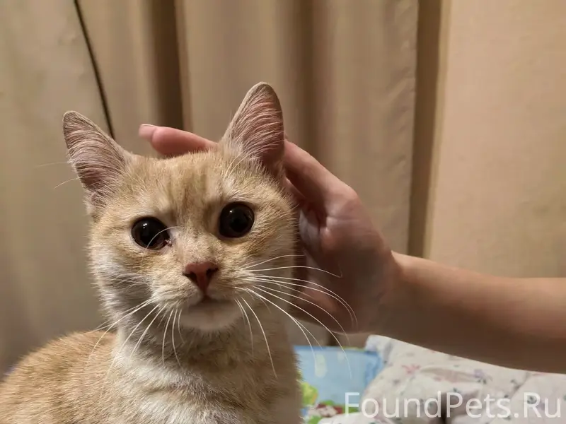 Найден котёнок, ул. Нефёдова