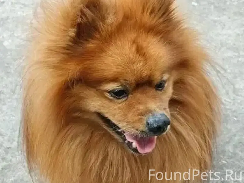 Найден шпиц, Янтарный