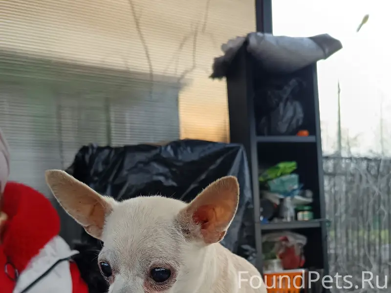 Найден пёс, Новая деревня Придержан