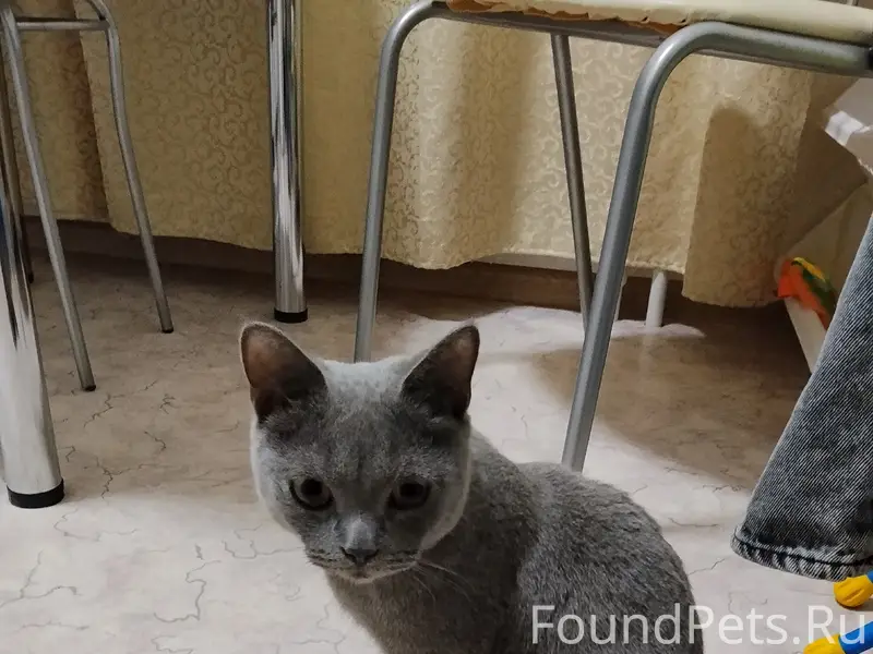 Найдена кошка, район Монетки