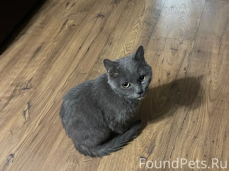 Найден кот, пос. Им. Чкалова