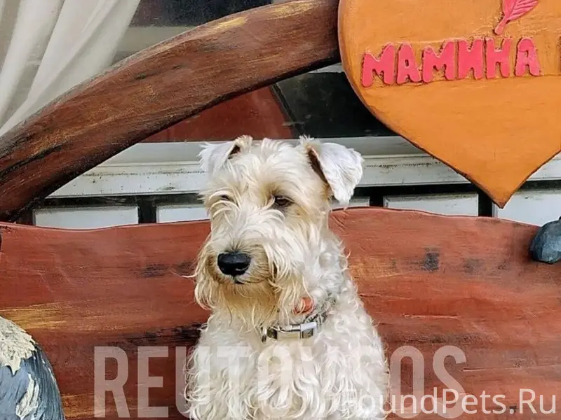 Пропала пшеничный терьер Зорька, Реутов