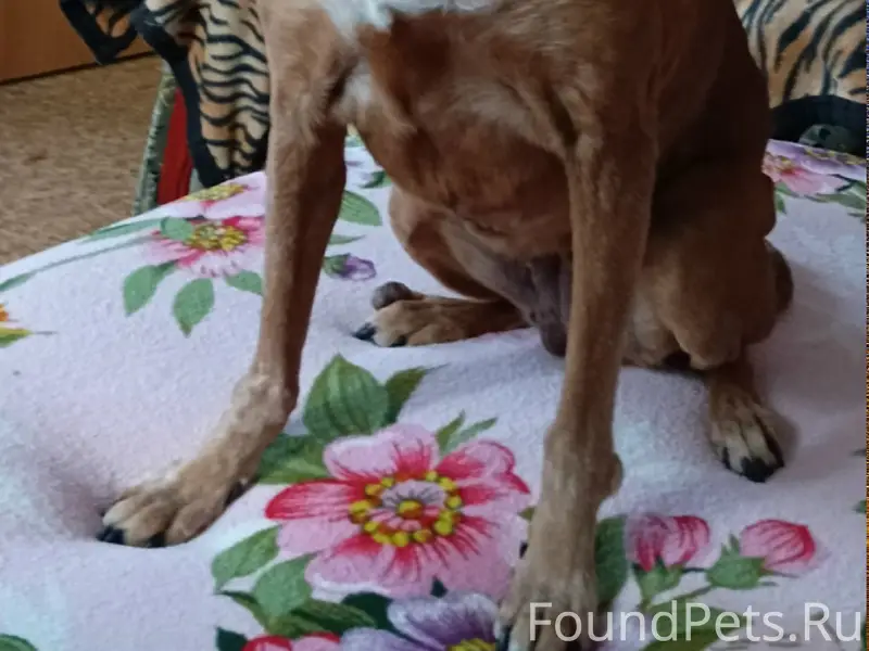 Пропала собака, Симферополь, район Старый город