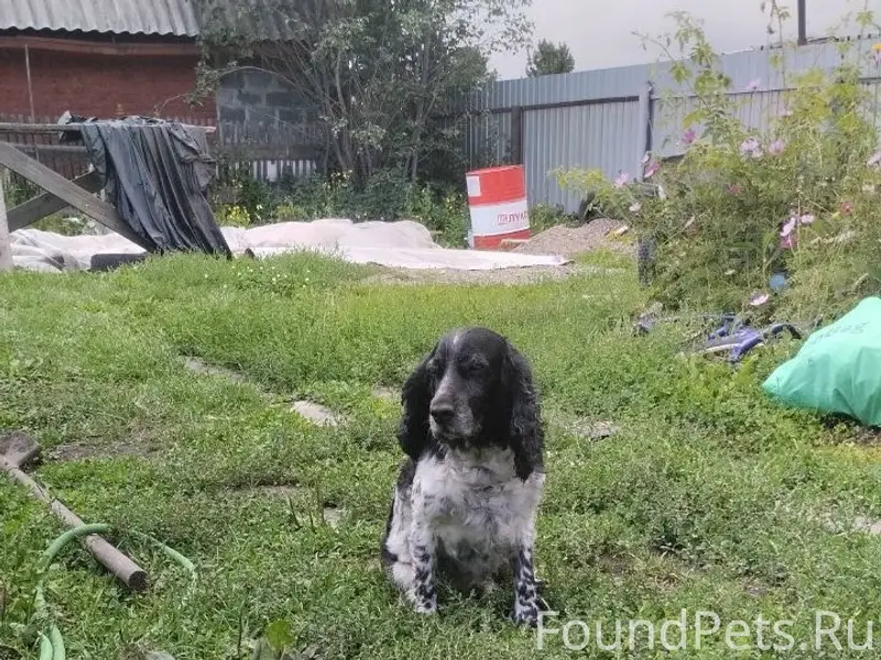 Пропала Русский кокер-спаниель Веста, СНТ 'Приозёрное'