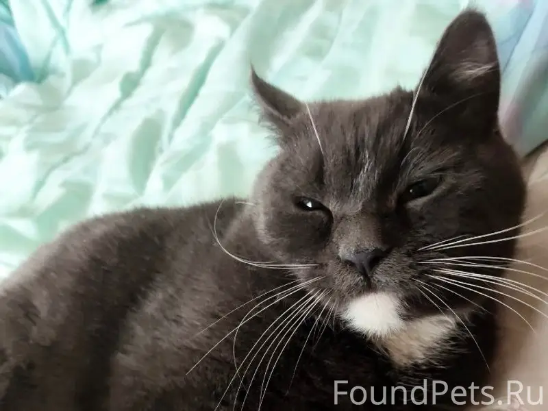 Найден кот, Шоссейная, 36