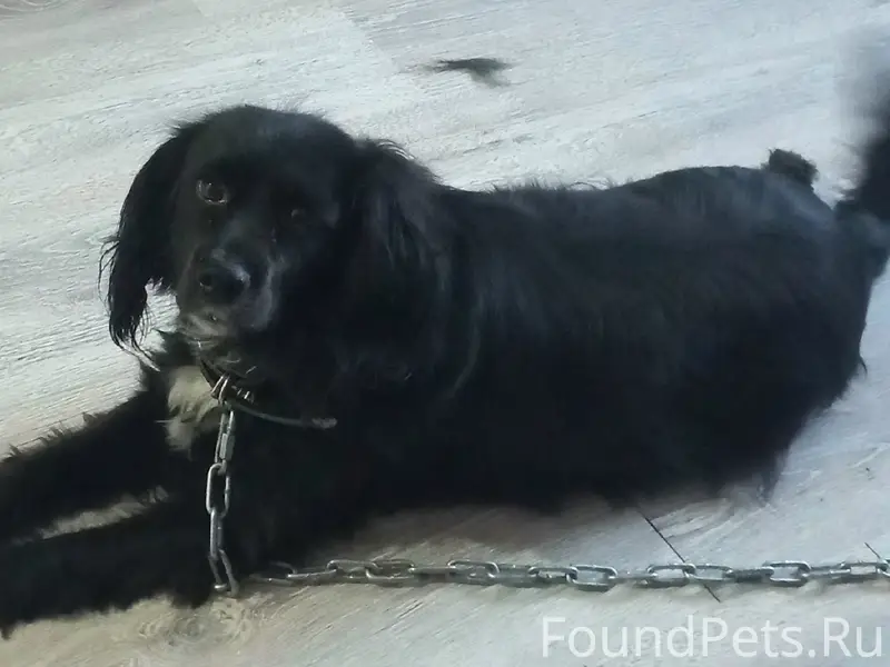 Пропала собака Бонька, Тавда