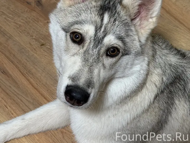 Найден метис хаски, Стара Загора/Алма-Атинская