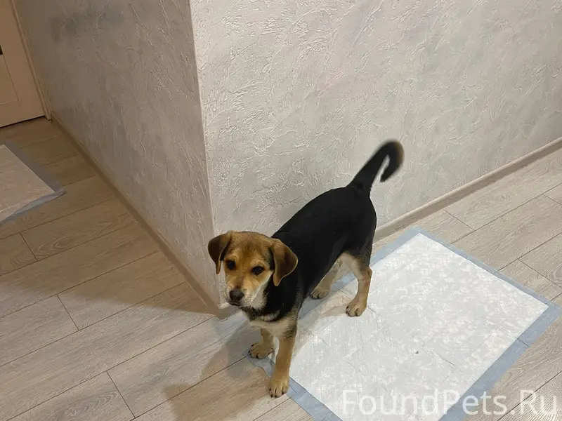 Найден щенок-девочка, похожа на помесь овчарки и лабрадора, улица Беспалова