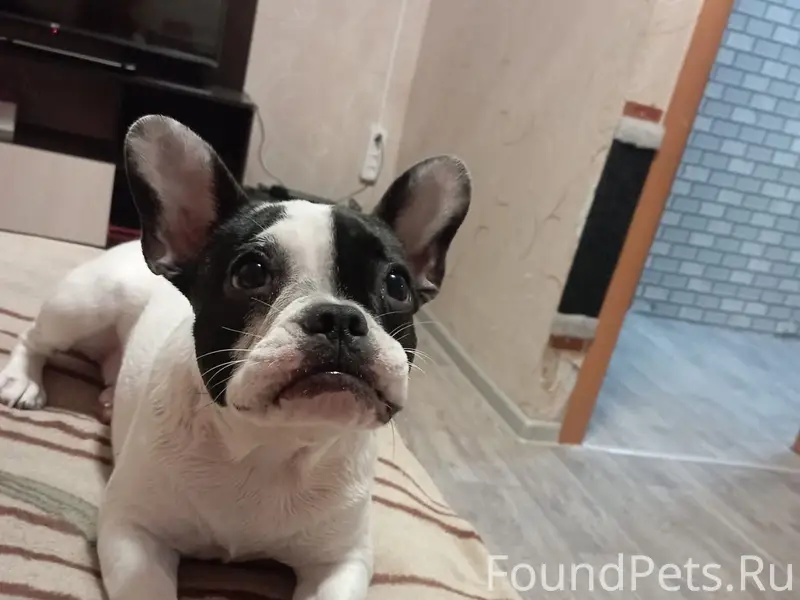 Пропала собака Ася