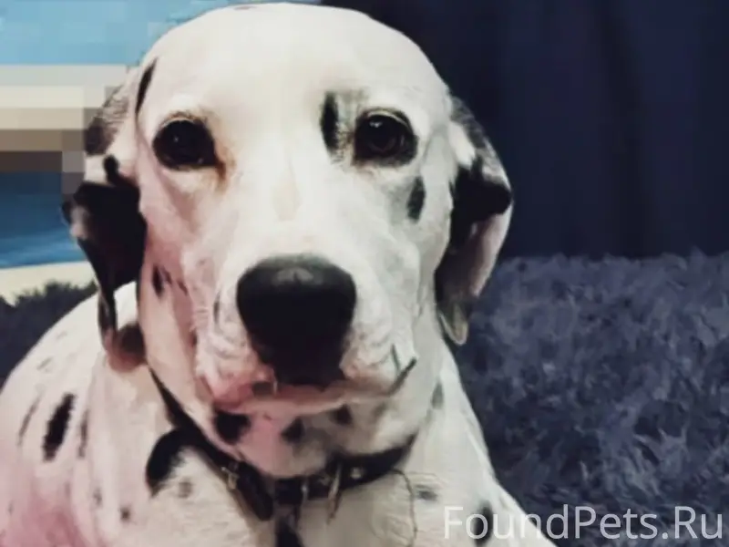 Пропала долматинка, р. Южный