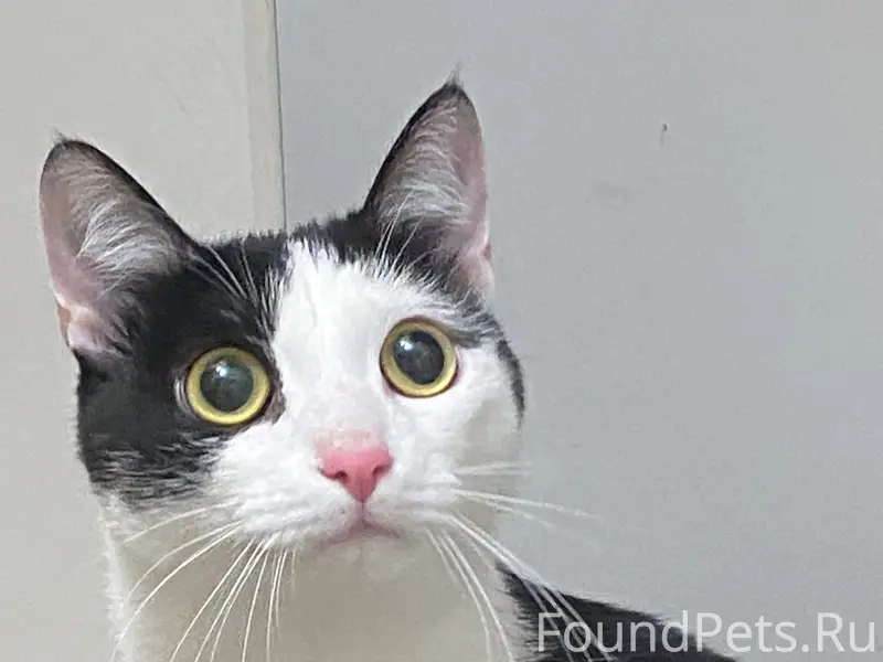 Найден кот, район Кирова 2