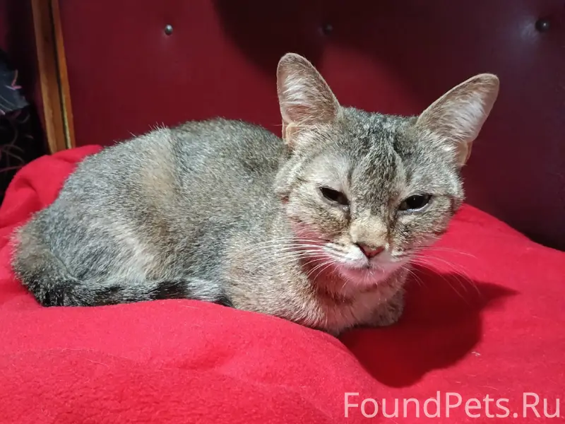 Найдена кошка, ул. Артюхиной