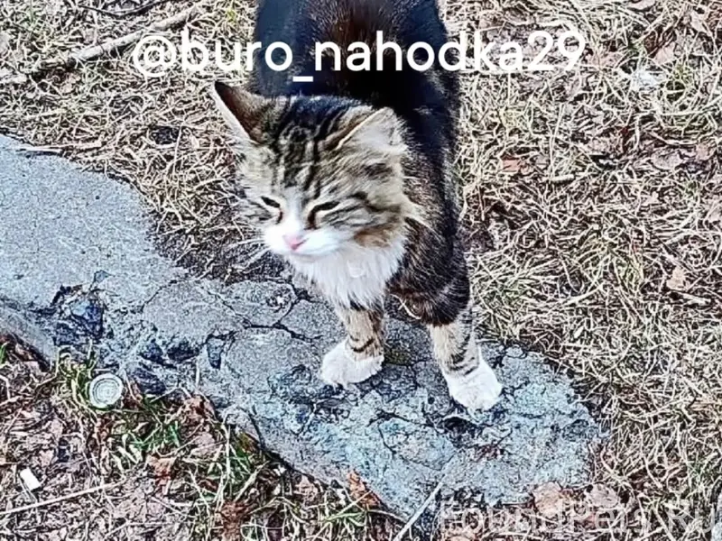 Найдена кошка, Архангельск