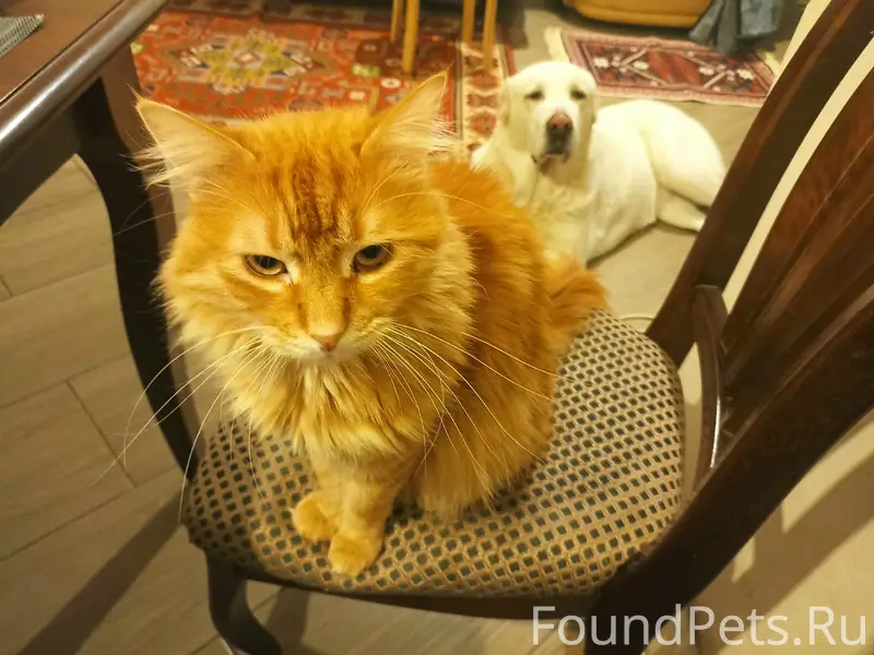 Пропал кот Фокс, Сапёрный