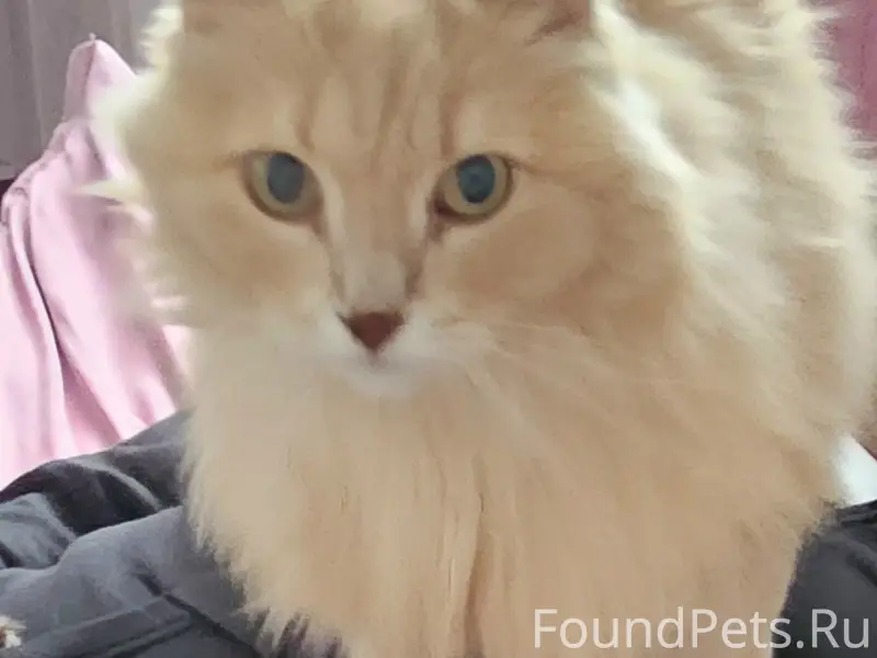 Пропала кошка Чами, Березовский