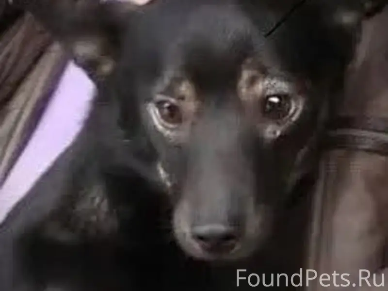 Пропала собака, Шахматово