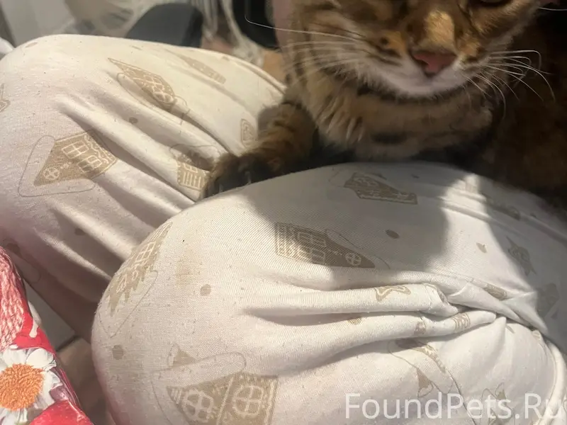 Найдена кошка-метис бенгала, Текстильщики