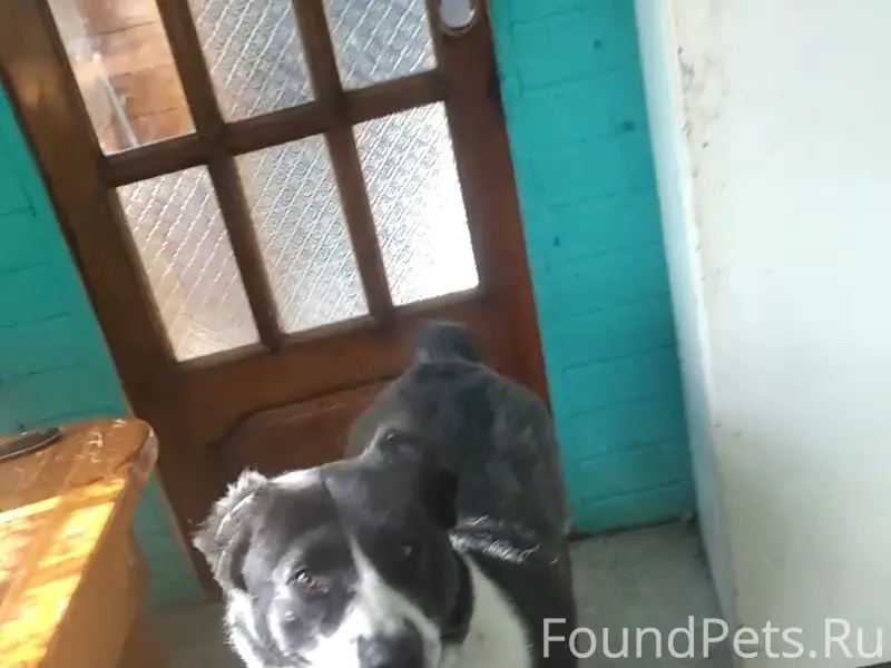 Пропала собака Герда, СНТ Заря