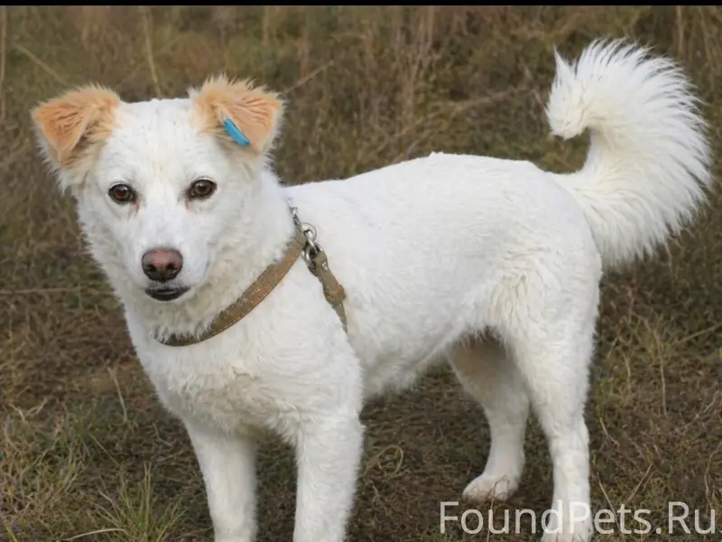 Пропала собака Жужа, ул. Голикова, 9