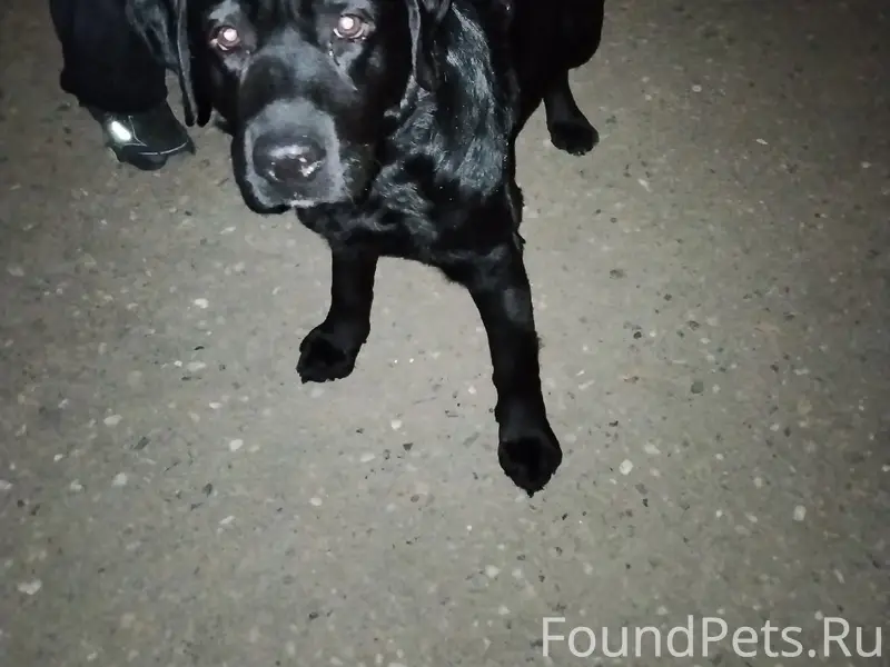 Найденна домашняя собака, перекрёсток Первомайской и 2-й Домбровской