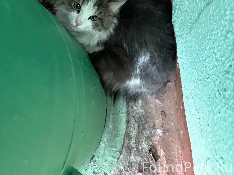 Найден кот, Электросталь, ул. Восточная