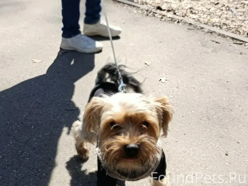 Найден йорк, парк Гагарина, Самара