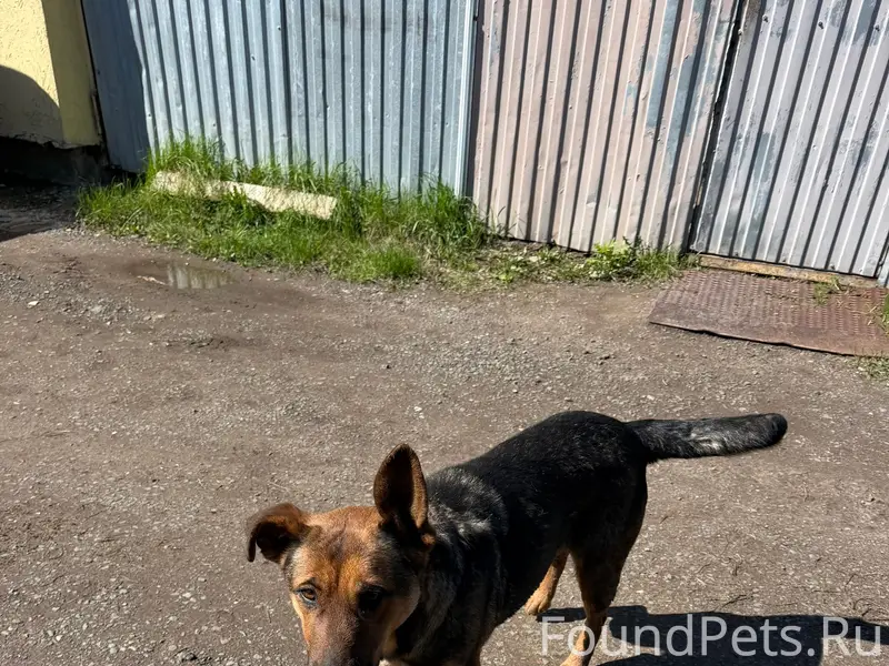 Найдена собака, чёрно-рыжий окрас, Мехзавод