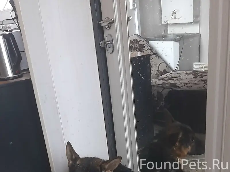 Найдена собака, Окружное шоссе