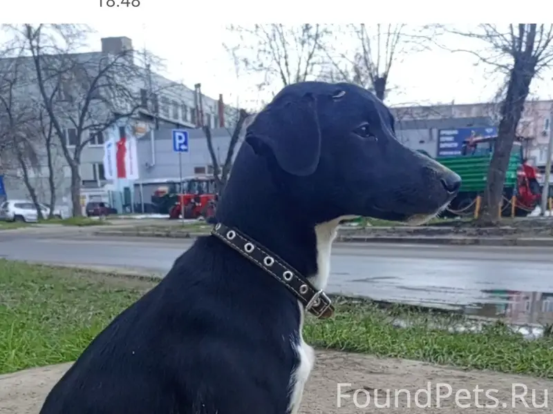 Найден щенок девочка, Ленинский район