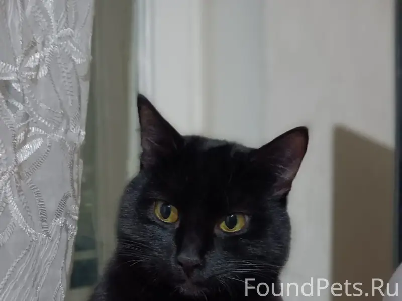 Пропал кот Тимоша, Высоково, Советский район