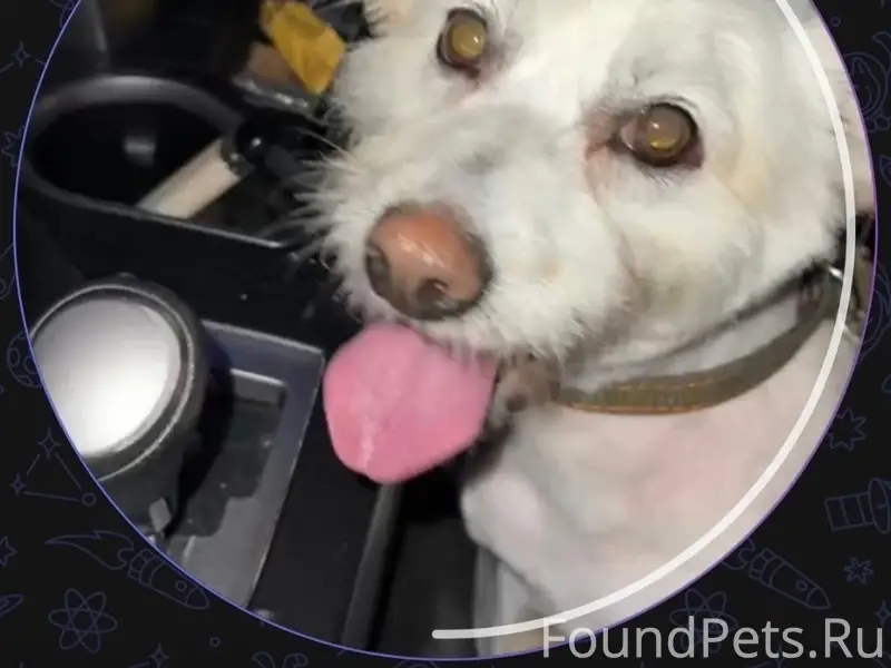 Пропала небольшая собака Жужа, Кировский/Адмиралтейский районы