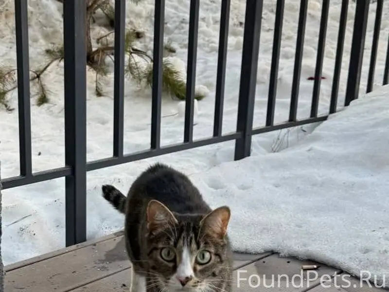 Пропал трёхцветный кот Марат, район Мыс