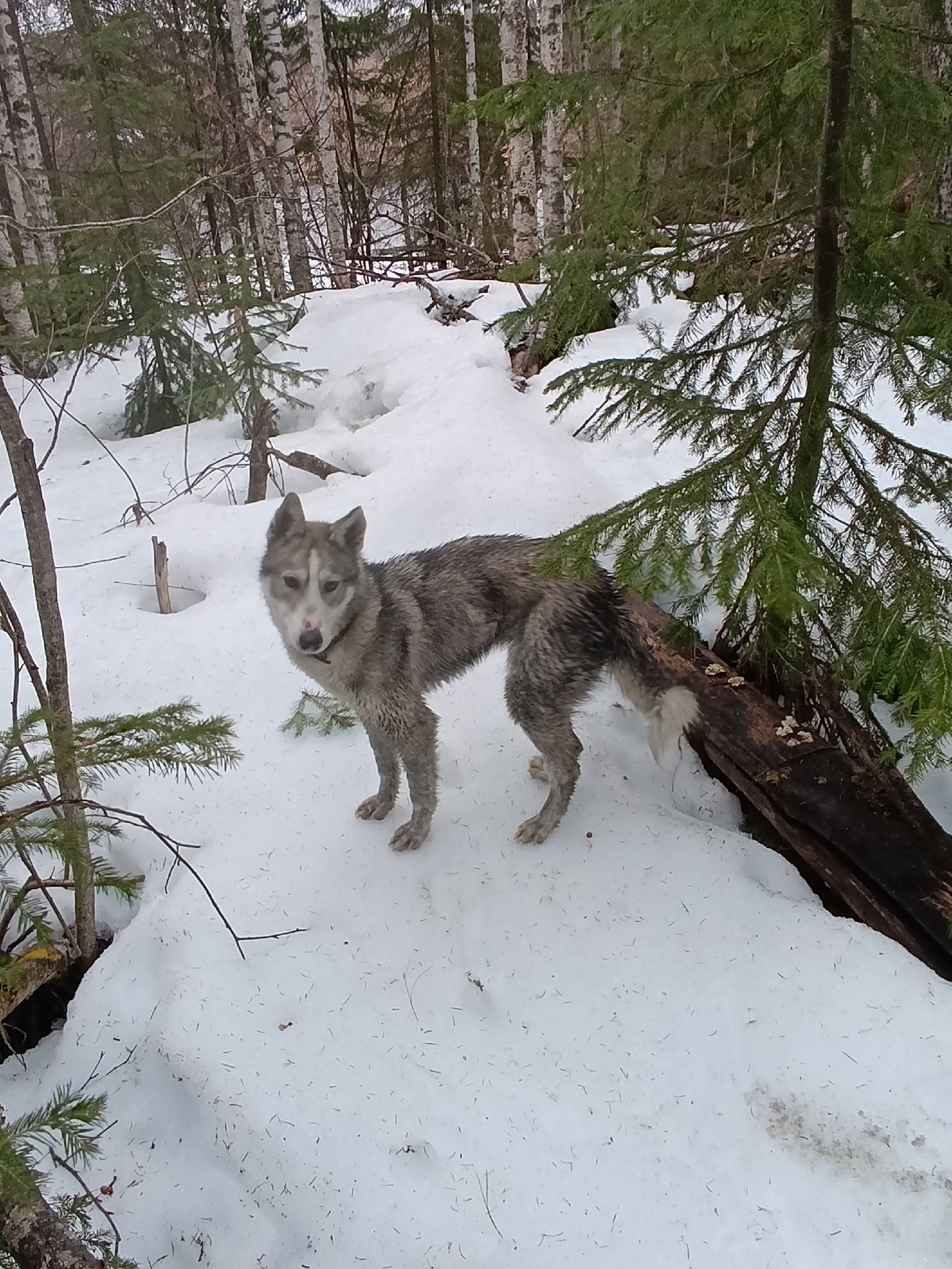 Найден тип собака, напротив Малой Мойвы