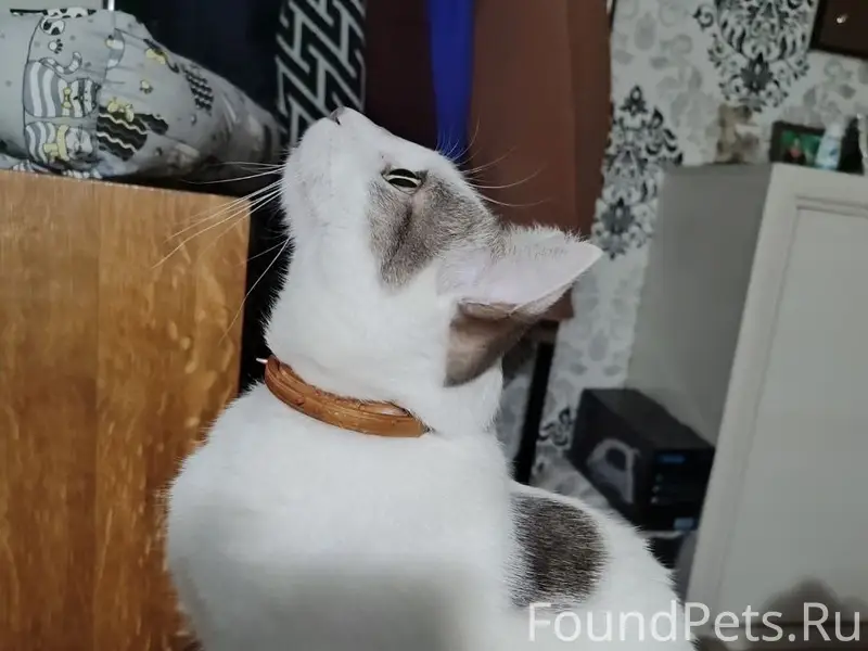 Пропал кот Баксик, переулок Вольный