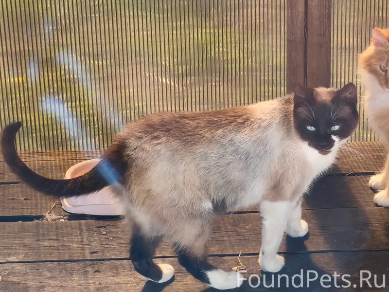 Пропала кошка, ул. Пограничная 86