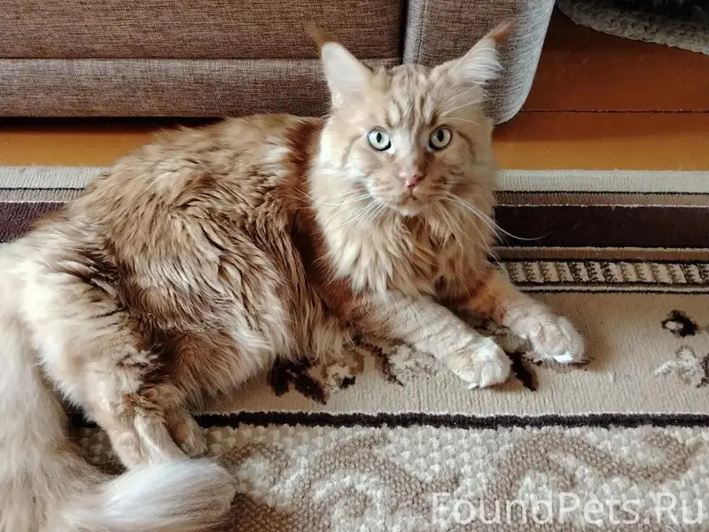 Пропал мейн-кун, рыжий, ул. Комсомольская