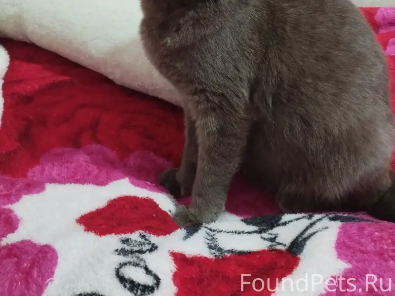 Пропала кошка, район старого парка