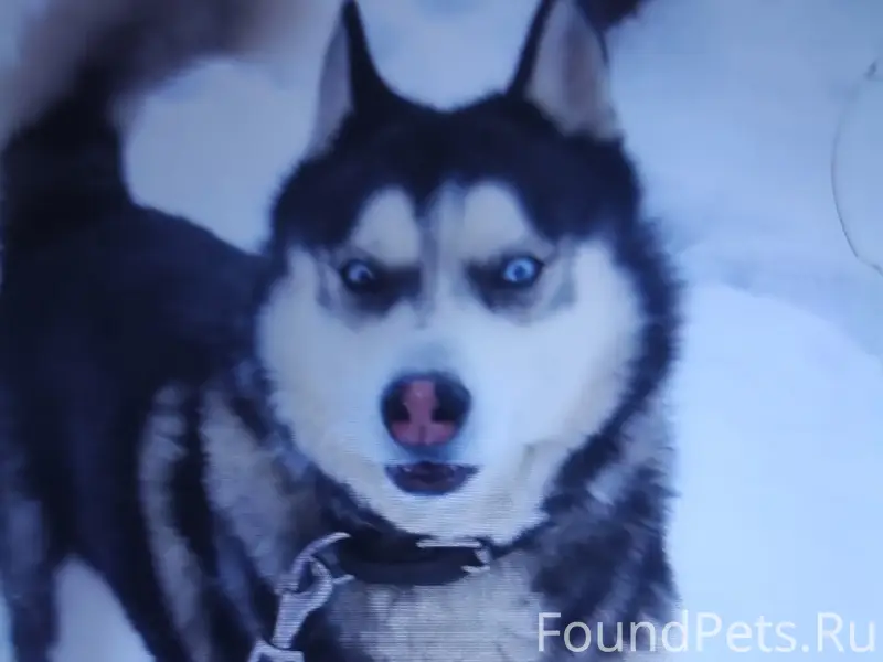 Пропал хаски Вулкан, Рогачёвка