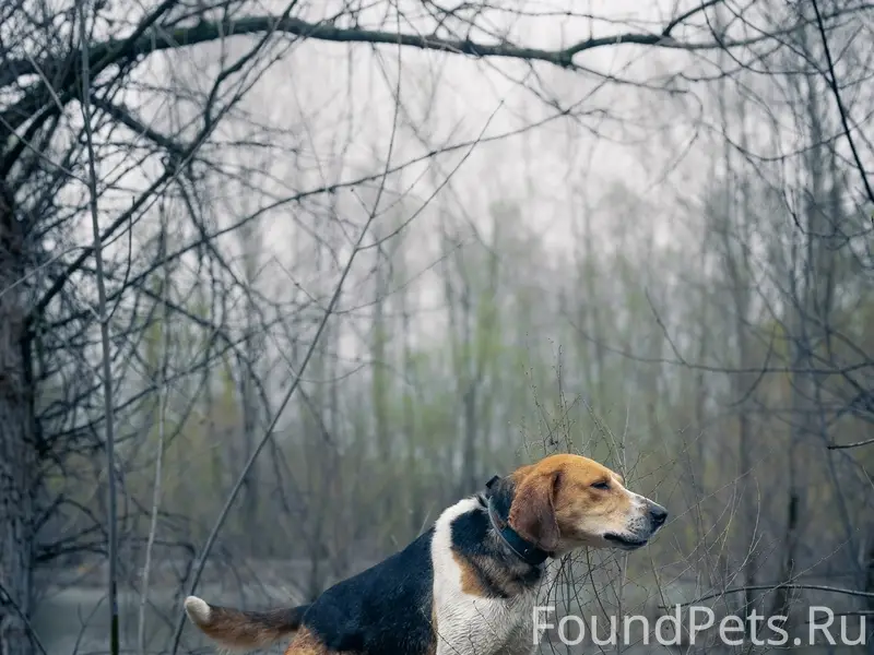 Пропал кобель гончей Залп, Хворостянский район