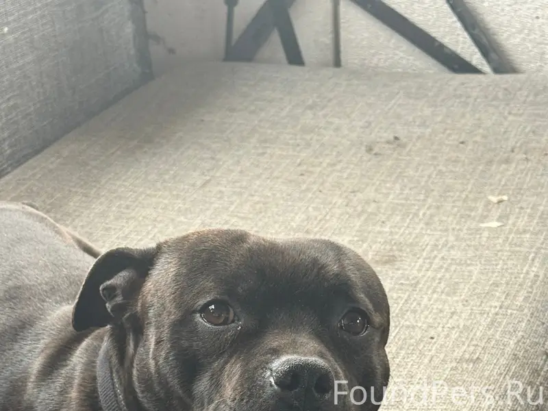 Пропала собака, улица 1 апреля