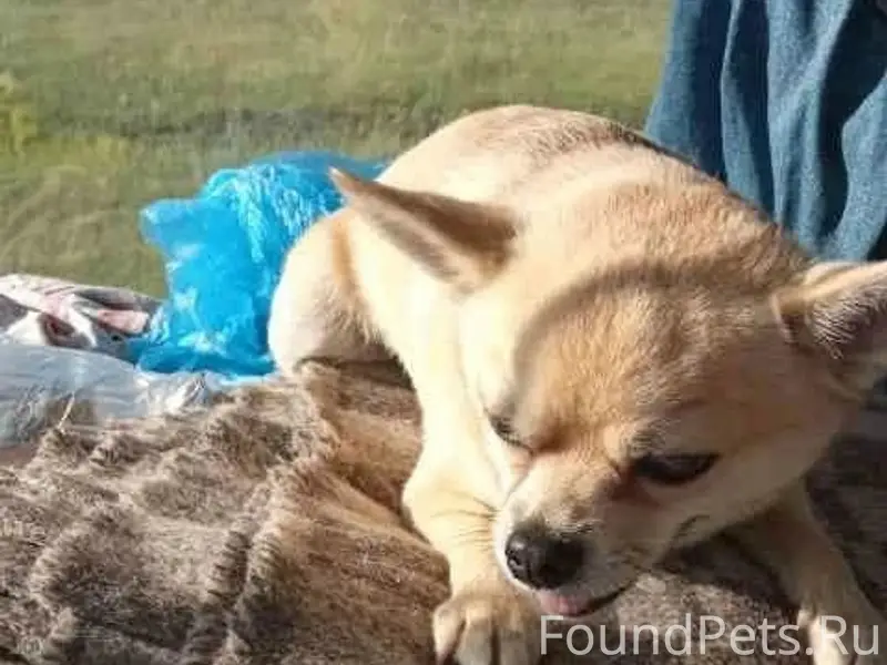 Пропал метис той-терьера и шпица Тоша, село Тимирязевское