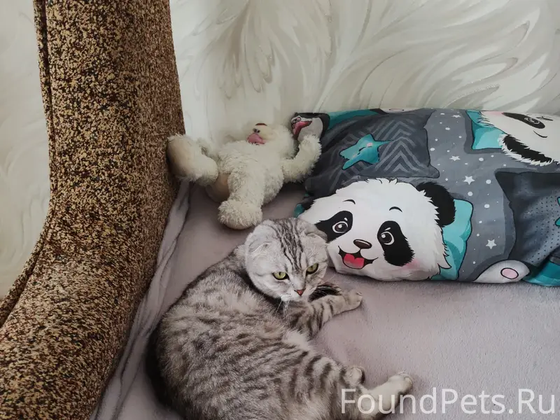 Пропала кошка Муся, переулок, улица Фокина 8 Б