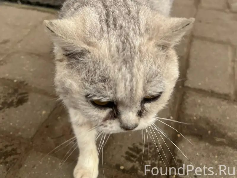 Найдена кошка, похожа на британца, Приволжск