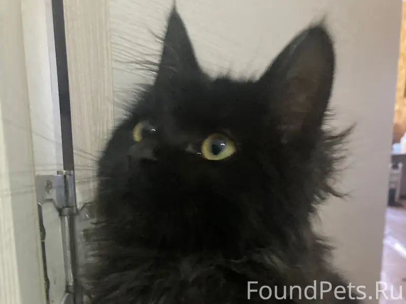 Пропал метис мейкуна, черный