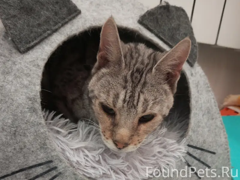 Найден кот породы Оцикет, посёлок Горбово