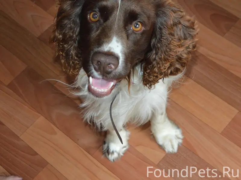 Пропал Дик, район ул. Урицкого