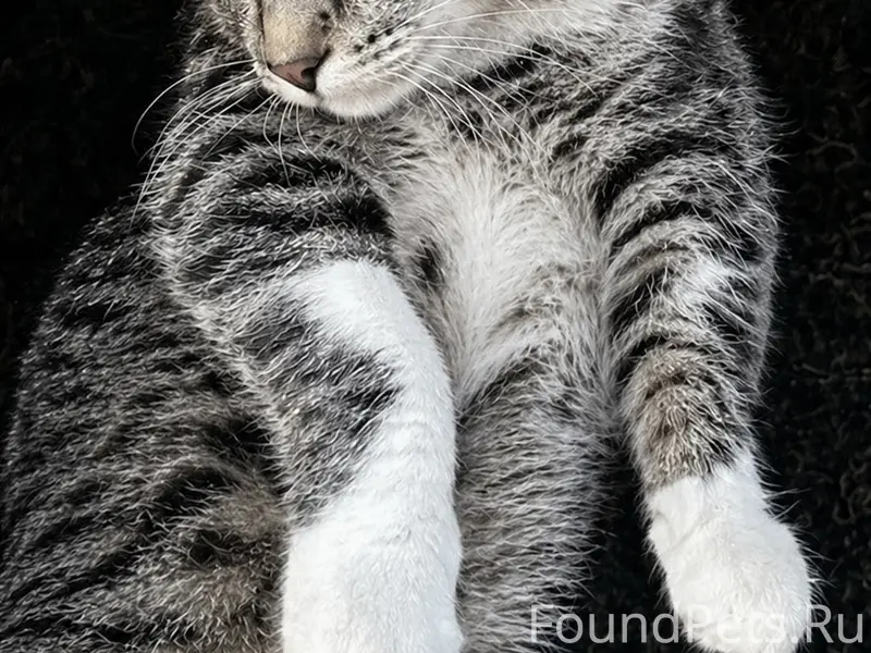 Пропал кот-подросток 